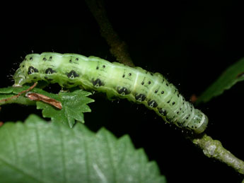  Chenille de Cosmia affinis L. - Philippe Mothiron