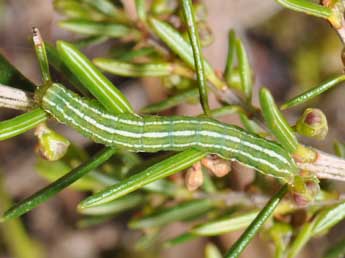  Chenille de Xestia agathina Dup. - Philippe Mothiron