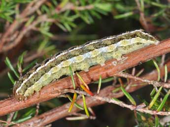  Chenille de Xestia agathina Dup. - ©Philippe Mothiron