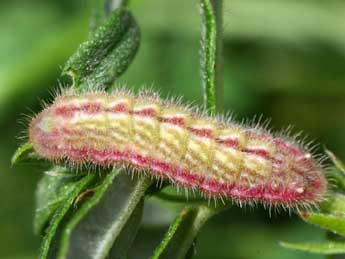  Chenille de Aricia agestis D. & S. - ©Serge Wambeke