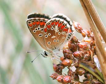 Aricia agestis D. & S. adulte - Philippe Mothiron