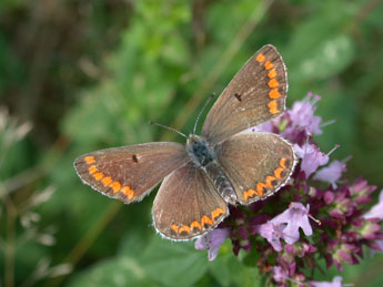 Aricia agestis D. & S. adulte - Philippe Mothiron