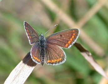 Aricia agestis D. & S. adulte - ©Philippe Mothiron