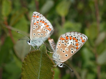 Aricia agestis D. & S. adulte - ©Philippe Mothiron