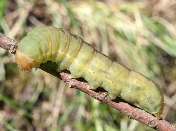  Chenille de Sideridis turbida Esp. - ©Serge Wambeke