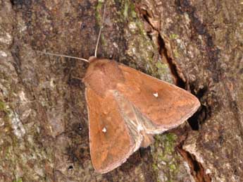 Mythimna albipuncta D. & S. adulte - Philippe Mothiron