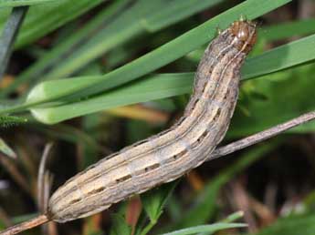  Chenille de Mythimna albipuncta D. & S. - ©Philippe Mothiron