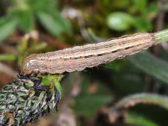  Chenille de Mythimna albipuncta D. & S. - ©Philippe Mothiron