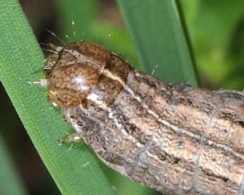  Chenille de Mythimna albipuncta D. & S. - Philippe Mothiron