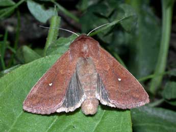 Mythimna albipuncta D. & S. adulte - ©Philippe Mothiron