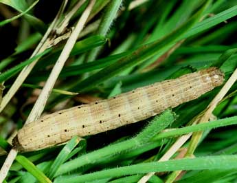  Chenille de Mythimna albipuncta D. & S. - ©Philippe Mothiron