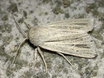 Acronicta albovenosa Gze adulte - Herv Guyot