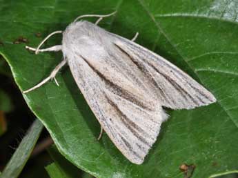 Acronicta albovenosa Gze adulte - Philippe Mothiron