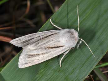 Acronicta albovenosa Gze adulte - Philippe Mothiron