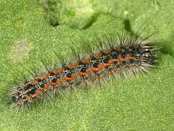  Chenille de Acronicta albovenosa Gze - ©Daniel Morel