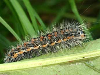  Chenille de Acronicta albovenosa Gze - ©Daniel Morel