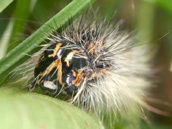  Chenille de Acronicta albovenosa Gze - Daniel Morel