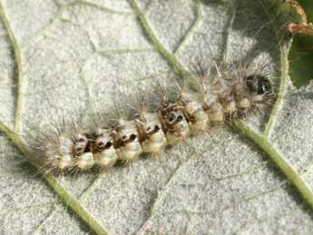  Chenille de Meganola albula D. & S. - Serge Wambeke