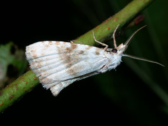 Meganola albula D. & S. adulte - ©Philippe Mothiron