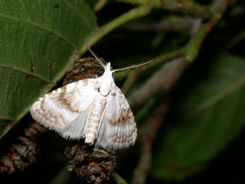 Meganola albula D. & S. adulte - ©Philippe Mothiron