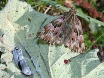 Carcharodus alceae Esp. adulte - ©Philippe Mothiron