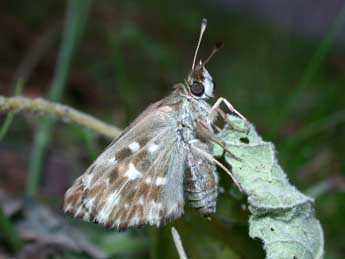 Carcharodus alceae Esp. adulte - Philippe Mothiron