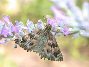 Carcharodus alceae Esp. adulte - Philippe Mothiron