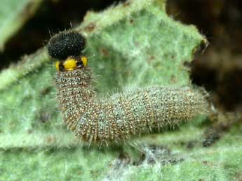  Chenille de Carcharodus alceae Esp. - Philippe Mothiron