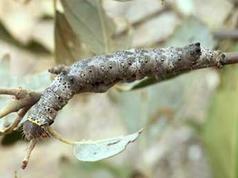  Chenille de Catephia alchymista D. & S. - ©Daniel Morel