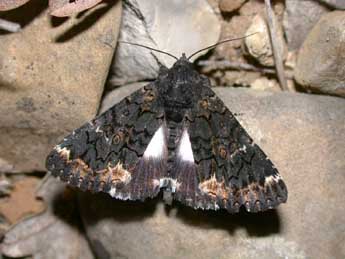 Catephia alchymista D. & S. adulte - Philippe Mothiron