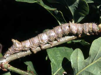  Chenille de Catephia alchymista D. & S. - Serge Wambeke