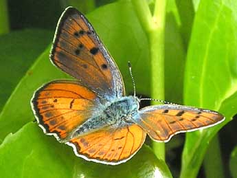 Lycaena alciphron Rott. adulte - Catherine Wellings