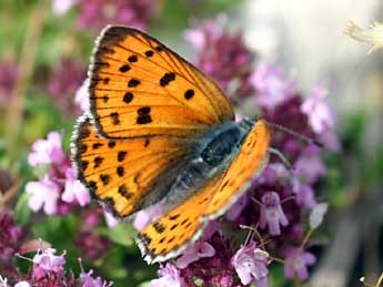 Lycaena alciphron Rott. adulte - Daniel Morel