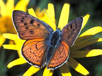 Lycaena alciphron Rott. adulte - ©Tristan Lafranchis