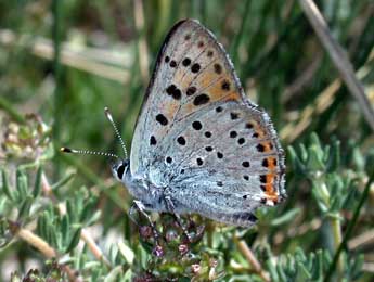 Lycaena alciphron Rott. adulte - Philippe Mothiron