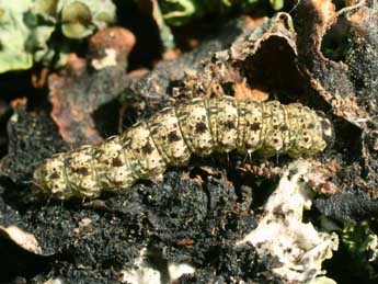  Chenille de Cryphia algae F. - Serge Wambeke