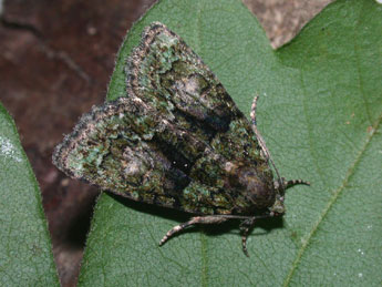 Cryphia algae F. adulte - Philippe Mothiron