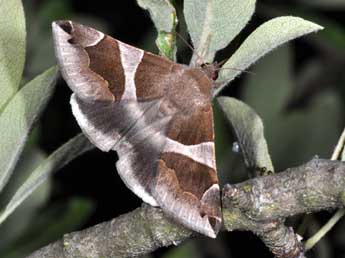 Dysgonia algira L. adulte - Philippe Mothiron