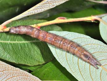  Chenille de Dysgonia algira L. - Philippe Mothiron