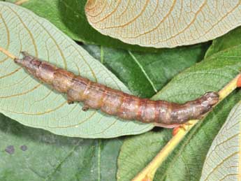  Chenille de Dysgonia algira L. - &copy;Philippe Mothiron