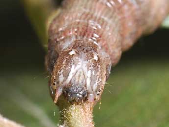  Chenille de Dysgonia algira L. - ©Philippe Mothiron