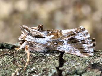 Calophasia lunula Hfn. adulte - ©Daniel Morel