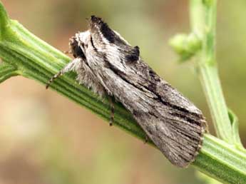 Calophasia almoravida Grasl. adulte - Daniel Morel