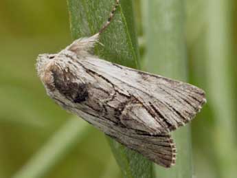 Calophasia almoravida Grasl. adulte - ©Daniel Morel