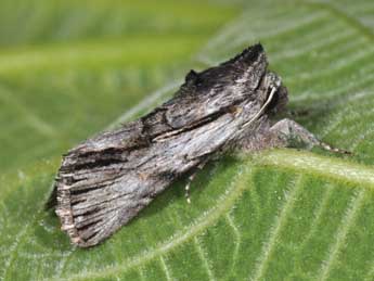 Calophasia almoravida Grasl. adulte - Philippe Mothiron