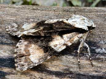 Acronicta alni L. adulte - Daniel Morel