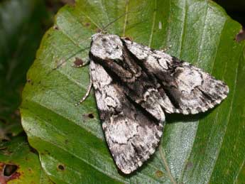 Acronicta alni L. adulte - Philippe Mothiron