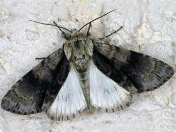 Acronicta alni L. adulte - ©Christian Frund