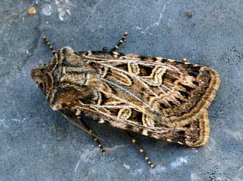 Chersotis alpestris Bsdv. adulte - ©Daniel Morel