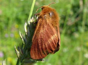 Malacosoma alpicola Stgr adulte - ©Benot Mry